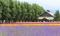Lavender and colorful flower fields at Furano, Hokkaido